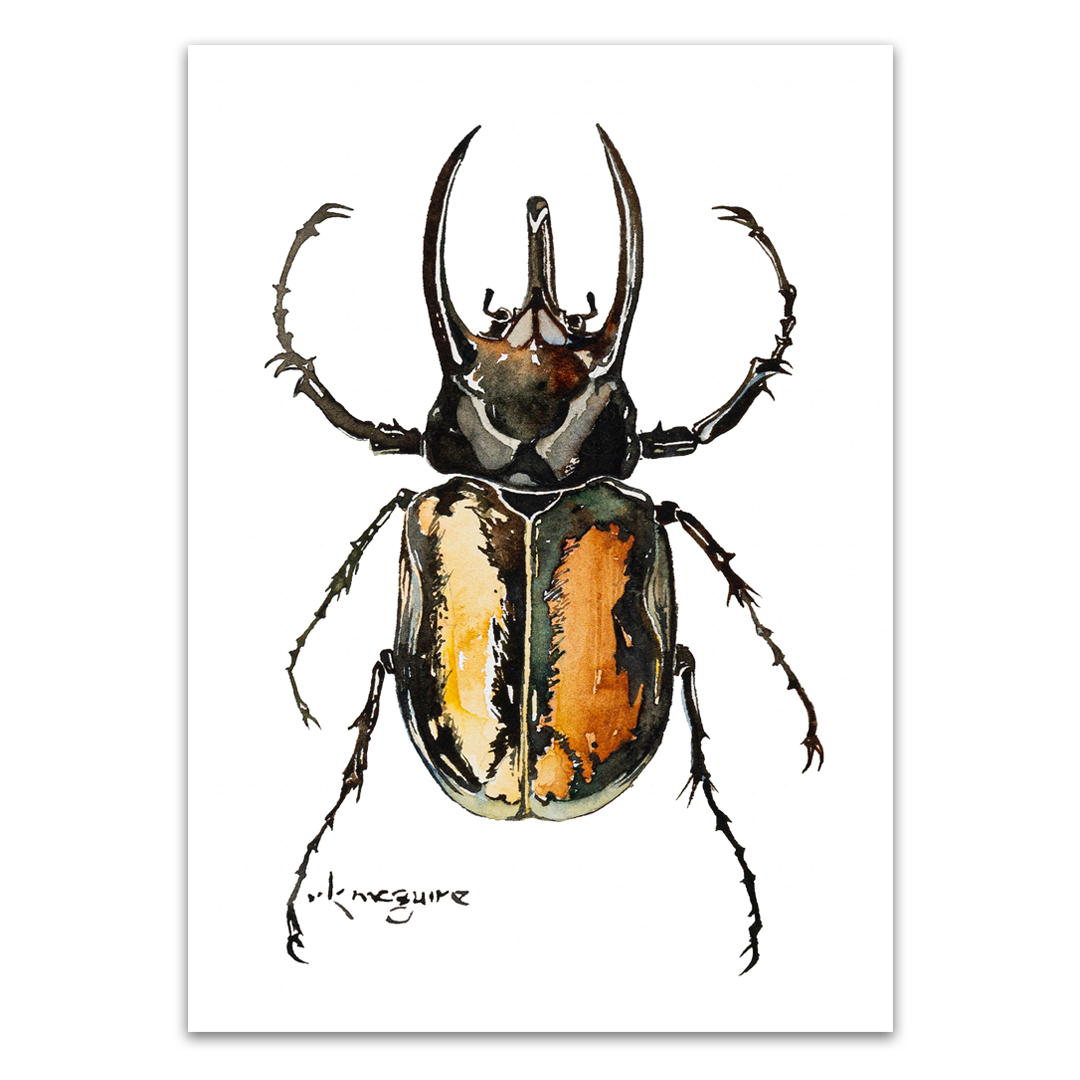 Atlas Beetle